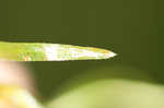 Brazilian waterweed